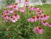 Gradina Flori Coneflower, Coneflower Est, Echinacea roz