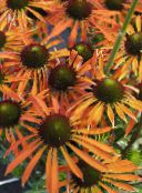 les fleurs du jardin Échinacée, Échinacée Orientale, Echinacea orange