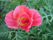 Pavot De Californie (rose)