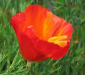 Have Blomster California Valmue, Eschscholzia californica rød