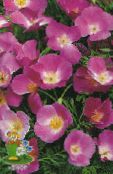 I fiori da giardino California Papavero, Eschscholzia californica lilla