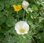 Vrtne Cvjetovi California Mak, Eschscholzia californica bijela