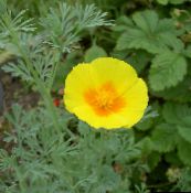 Vrtne Cvjetovi California Mak, Eschscholzia californica žuta