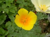 Vrtno Cvetje California Mak, Eschscholzia californica oranžna