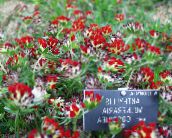 Sodo Gėlės Inkstų Vikiai, Ponia Pirštai, Anthyllis raudonas