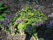 Zahradní květiny Lamium, Mrtvá Kopřiva šeřík