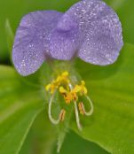  Flor Dia, Spiderwort, Viúvas Lágrimas, Commelina lilás