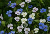 Záhradné kvety Deň Kvetina, Spiderwort, Vdovy Slzy, Commelina biely