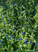 Záhradné kvety Deň Kvetina, Spiderwort, Vdovy Slzy, Commelina modrá