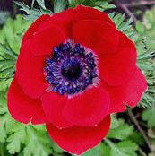 Trädgårdsblommor Krona Windfower, Grecian Windflower, Vallmo Anemon, Anemone coronaria röd