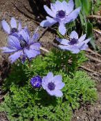 Dārza Ziedi Kronis Windfower, Grieķu Windflower, Magones Anemone, Anemone coronaria gaiši zils