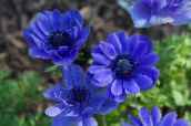 Λουλούδια κήπου Στέμμα Windfower, Grecian Windflower, Παπαρούνα Ανεμώνη, Anemone coronaria μπλε