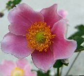 Flores do Jardim Coroa Windfower, Windflower Grecian, Anêmona Da Papoila, Anemone coronaria rosa
