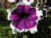 Садовые цветы Фортуния (гибрид Петунии), Petunia x hybrida Fortunia фиолетовый