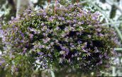 les fleurs du jardin Bacopa (Sutera) lilas
