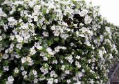 Flores do Jardim Bacopa (Sutera) branco