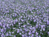 les fleurs du jardin Bacopa (Sutera) bleu ciel