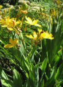 Gartenblumen Brombeere Lilie, Lilie Leoparden, Belamcanda chinensis gelb