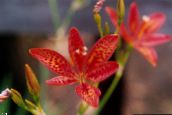 Flores do Jardim Lírio Da Amora-Preta, Lírio De Leopardo, Belamcanda chinensis vermelho