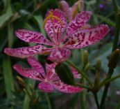 Gartenblumen Brombeere Lilie, Lilie Leoparden, Belamcanda chinensis flieder