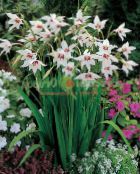 Abyssinian Gladiolus, Påfågel Orkidé, Doftande Gladiolus, Svärd Lilja