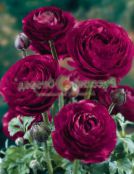Garden Flowers Ranunculus, Persian Buttercup, Turban Buttercup, Persian Crowfoot, Ranunculus asiaticus burgundy