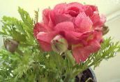 Градински цветове Ranunculus, Персийски Лютиче, Тюрбан Лютиче, Ranunculus asiaticus розов