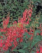 Flores de jardín Capote Fucsia, Phygelius capensis rojo