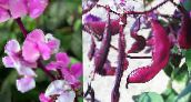 Баштенске Цветови Рубин Сјај Зумбул Пасуљ, Dolichos lablab, Lablab purpureus розе