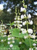Flores de jardín Rubí Jacinto Resplandor Frijol, Dolichos lablab, Lablab purpureus blanco