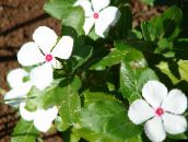 Flores de jardín Rosa Bígaro, Jazmín Cayena, Madagascar Bígaro, Solterona, Vinca, Catharanthus roseus = Vinca rosea blanco