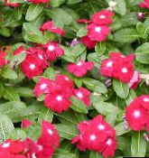 Flores de jardín Rosa Bígaro, Jazmín Cayena, Madagascar Bígaro, Solterona, Vinca, Catharanthus roseus = Vinca rosea rojo
