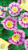 Vrtno Cvetje Tla Slak, Bush Slak, Silverbush, Convolvulus roza