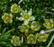 Have Blomster Sandwort, Minuartia grøn