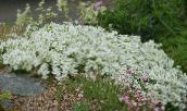 Have Blomster Sandwort, Minuartia hvid
