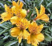 Sarı Aster Çiçeği, Zambak Perulu, İnkalar Zambak