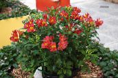 Tuin Bloemen Alstroemeria, Peruviaanse Lelie, Lelie Van De Inca's rood
