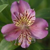 Tuin Bloemen Alstroemeria, Peruviaanse Lelie, Lelie Van De Inca's lila