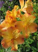 Tuin Bloemen Alstroemeria, Peruviaanse Lelie, Lelie Van De Inca's oranje