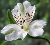 Zahradní květiny Alstroemeria, Peruánský Lilie, Lilie Inků bílá