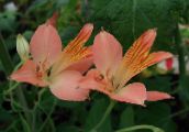 Alstroemeria, Peruviaanse Lelie, Lelie Van De Inca's (roze)