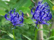 les fleurs du jardin Rampion Cornes, Phyteuma bleu