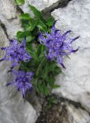 les fleurs du jardin Rampion Cornes, Phyteuma bleu ciel