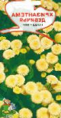 Vrtne Cvjetovi Tanacetum Parthenium, Matricaria parthenium (Tanacetum parthenium) žuta