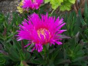 les fleurs du jardin Fabrique De Glace, Mesembryanthemum crystallinum rose