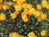 les fleurs du jardin Fabrique De Glace, Mesembryanthemum crystallinum orange