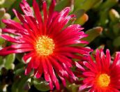 Bahçe çiçekleri Buz Çiçeği, Mesembryanthemum crystallinum kırmızı