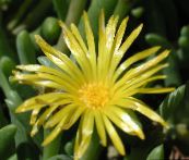 Tuin Bloemen Ijs Plant, Mesembryanthemum crystallinum geel