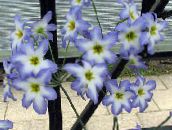 Sodo Gėlės Šlovė Saulės, Leucocoryne šviesiai mėlynas