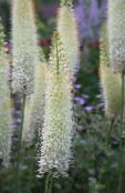 Flores do Jardim Lírio Foxtail, Vela Deserto, Eremurus branco